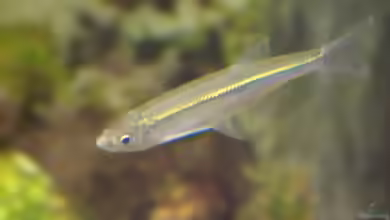 Alburnus alburnus im Teich halten
