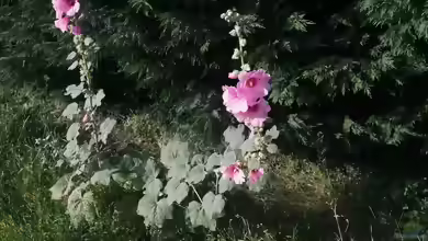 Alcea rosea im Garten pflanzen
