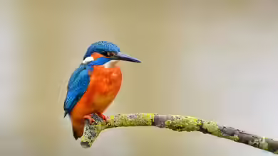 Alcedo atthis im Garten