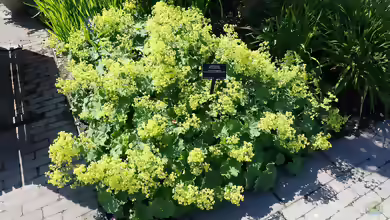 Alchemilla mollis im Garten pflanzen