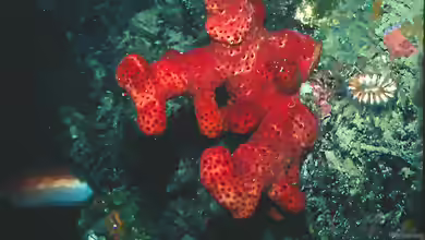 Alcyonium acaule im Aquarium halten