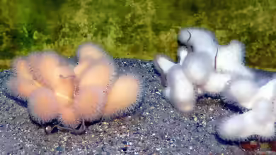 Alcyonium digitatum im Aquarium halten