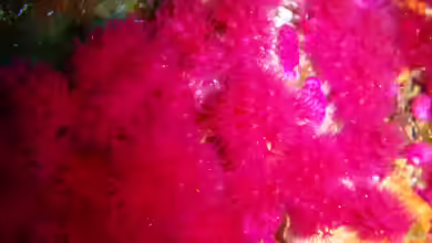 Alcyonium fauri im Aquarium halten