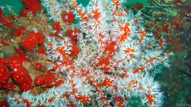 Alcyonium glomeratum im Aquarium halten