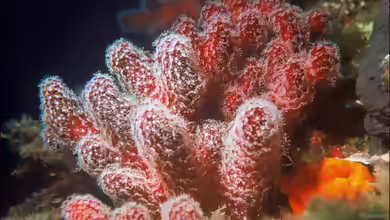 Alcyonium palmatum im Aquarium halten