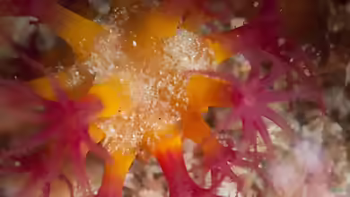 Alcyonium variabile im Aquarium halten