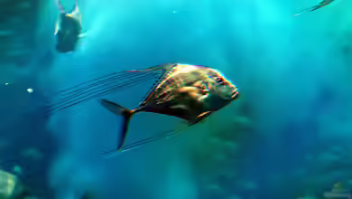 Alectis ciliaris im Aquarium halten