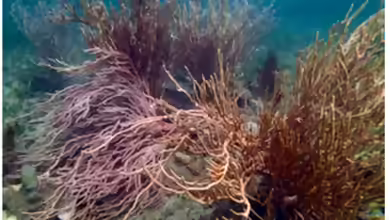 Alertigorgia mjöbergi im Aquarium halten