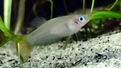Alfaro cultratus im Aquarium halten