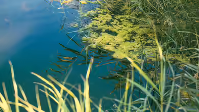 Algen im Teich abfischen: Was dabei zu beachten ist