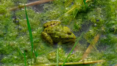 Algen im Teich bekämpfen oder das Problem verschärfen?