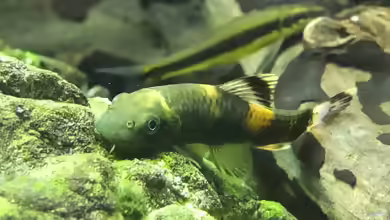 Algenfresser im Aquarium: Sinnvolle Helfer gegen Algen und was sie wirklich leisten