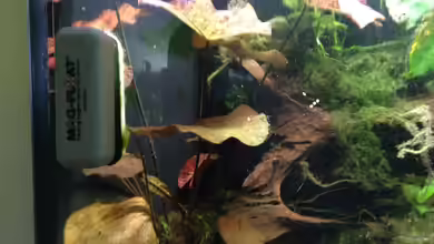 Algenmagnet – Das unverzichtbare Werkzeug für saubere Aquarienscheiben
