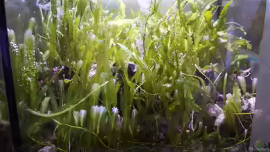 Algenrefugium im Aquarium – Biologische Filterung und stabiles Nährstoffmanagement