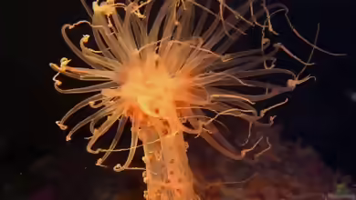 Alicia mirabilis im Aquarium halten