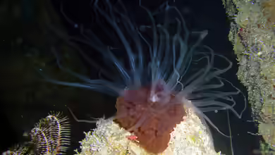 Alicia pretiosa im Aquarium halten