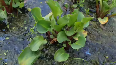 Alisma parviflorum am Gartenteich
