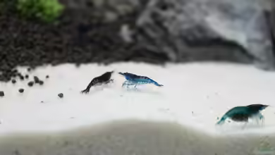 Alles im Sandkasten? Eine Anleitung zur Auswahl des perfekten Aquarium-Sands als Bodengrund