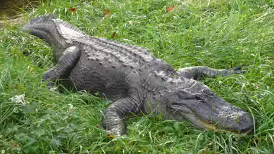 Alligator mississippiensis im Terrarium halten