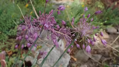 Allium carinatum im Garten pflanzen
