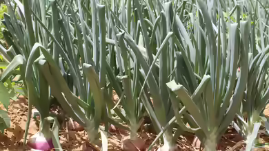 Allium cepa im Garten pflanzen