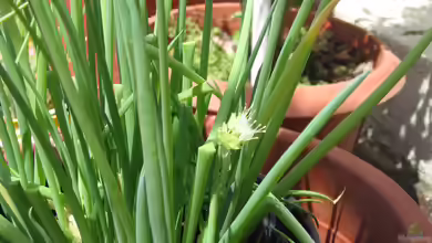 Allium fistulosum im Garten pflanzen