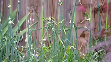 Allium proliferum im Garten pflanzen