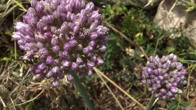 Allium rotundum im Garten pflanzen