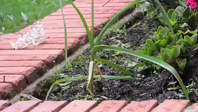 Allium sativum im Garten pflanzen