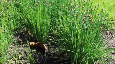 Allium schoenoprasum am Gartenteich