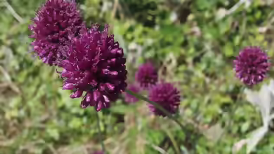 Allium sphaerocephalon im Garten pflanzen