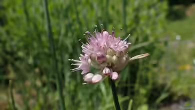 Allium strictum im Garten pflanzen