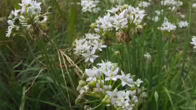 Allium tuberosum im Garten pflanzen