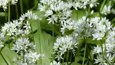 Allium ursinum am Gartenteich