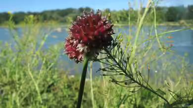 Allium vineale im Garten pflanzen