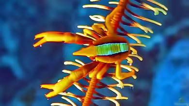 Allogalathea elegans im Aquarium halten
