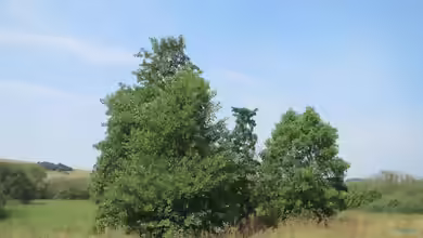 Alnus glutinosa im Garten pflanzen