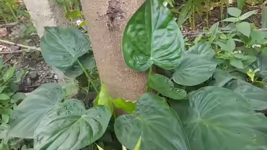 Alocasia cucullata im Terrarium pflanzen