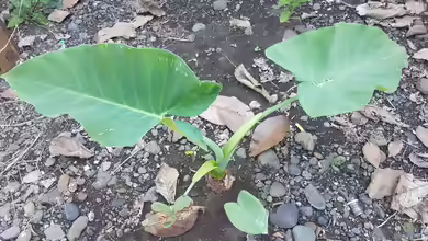 Alocasia macrorrhizos im Terrarium pflanzen