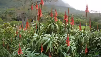 Aloe arborescens im Garten pflanzen