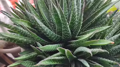 Aloe aristata / Grannen-Aloe