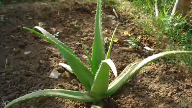 Aloe vera im Garten pflanzen
