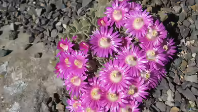 Aloinopsis spathulata im Garten pflanzen