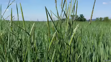 Alopecurus myosuroides am Gartenteich