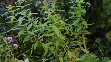 Aloysia citrodora am Gartenteich
