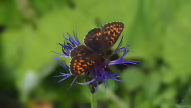 Alpen-Perlmutterfalter im Garten