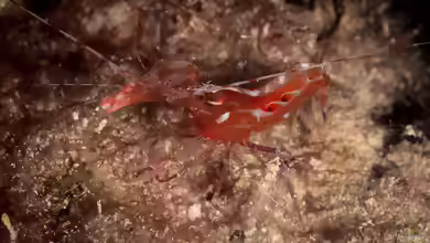 Alpheus armatus im Aquarium halten