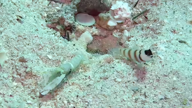 Alpheus djeddensis im Aquarium halten
