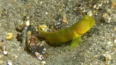 Alpheus djiboutensis im Aquarium halten