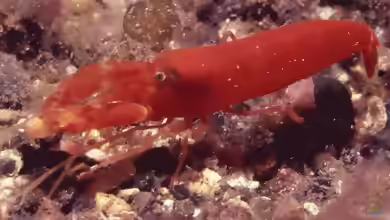 Alpheus macrocheles im Aquarium halten